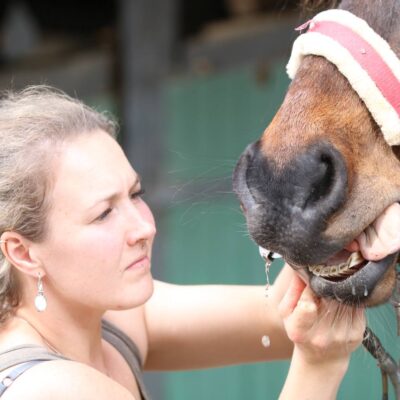Zahnpflege-Vortrag - Pferdedentalpraktik mit Herz und Verstand